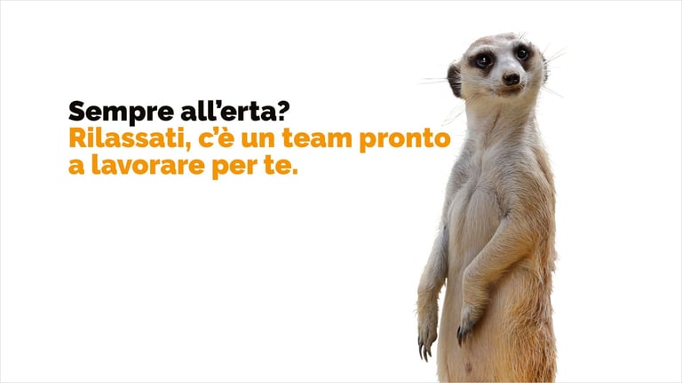 outsourced-team-suricato-16_9 outsourced-team-suricato-16_9